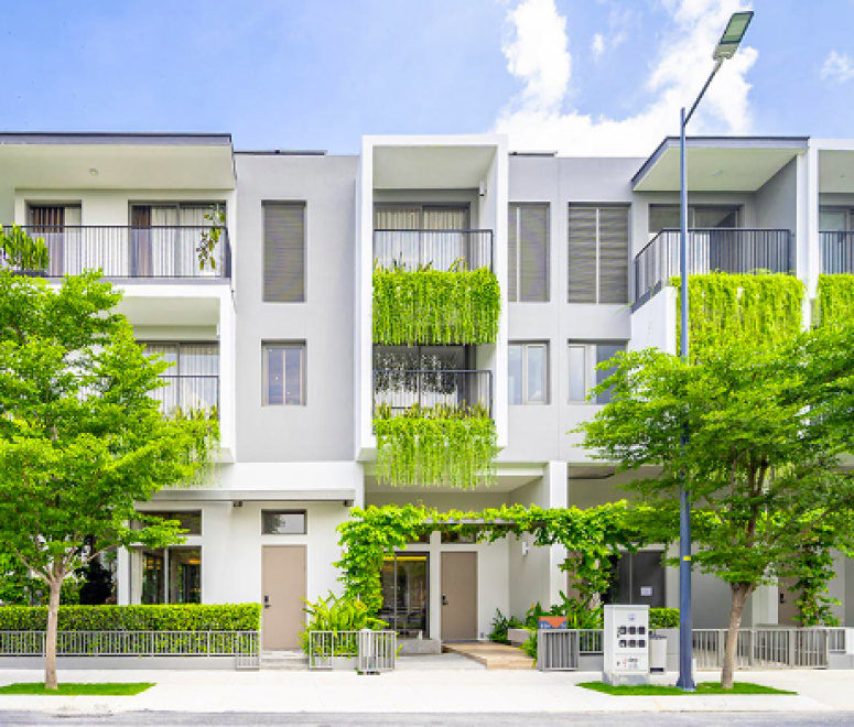 Cây cúc tần ấn độ