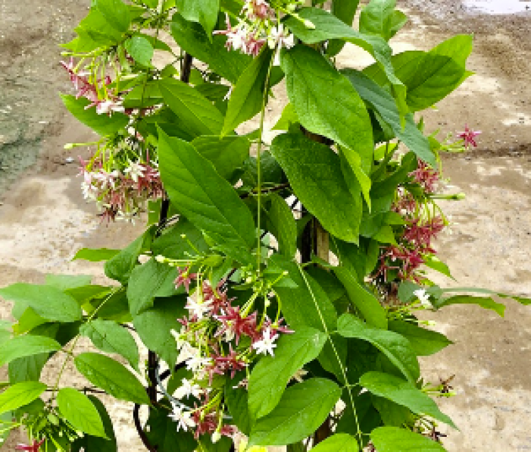 Cây sử quân tử (Trang leo)