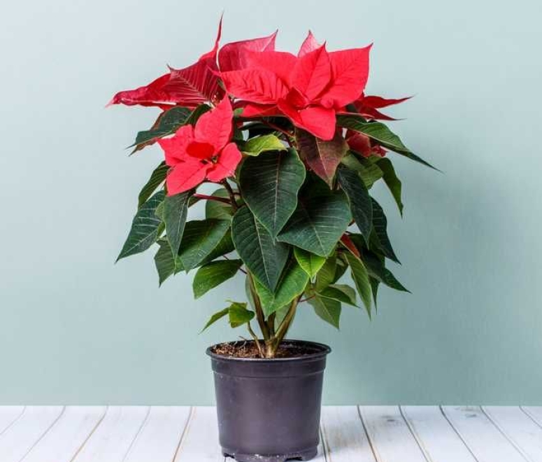 Cây hoa trạng nguyên