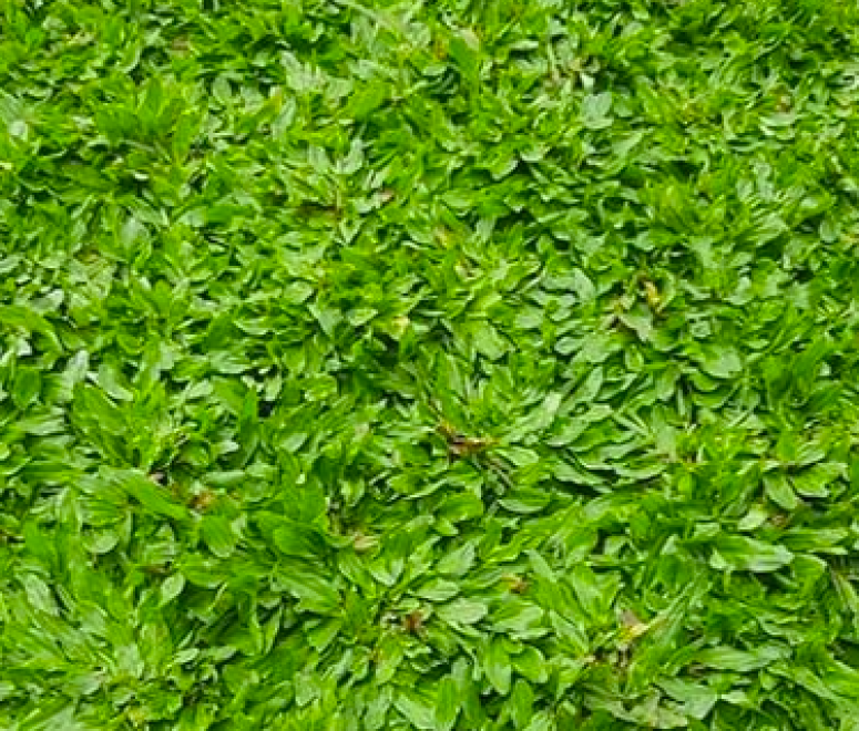 Cỏ lá gừng thái