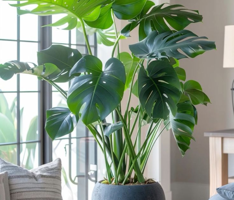 Cây trầu bà nam mỹ