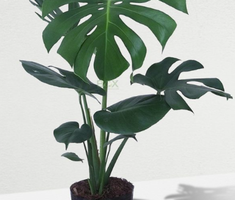 Cây trầu bà nam mỹ