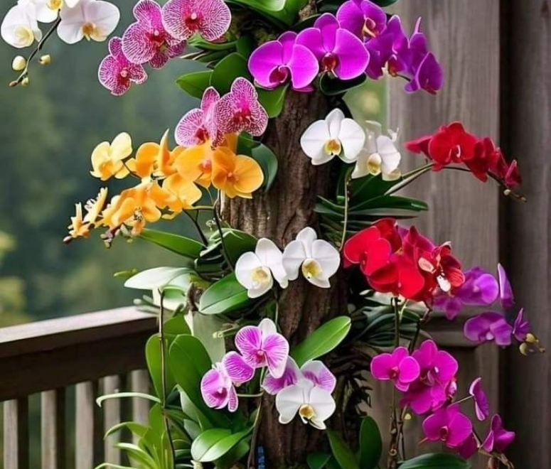 Cây lan hồ điệp