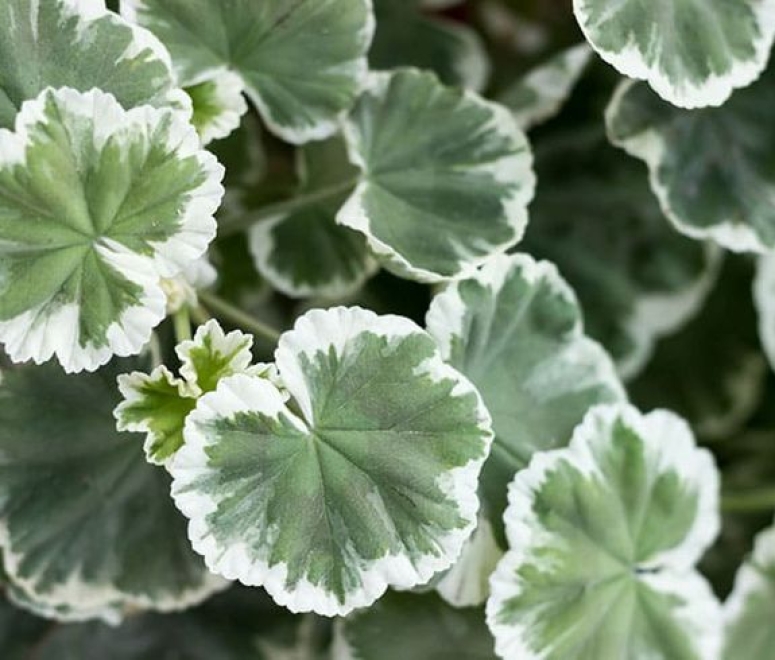 Rau má cẩm thạch