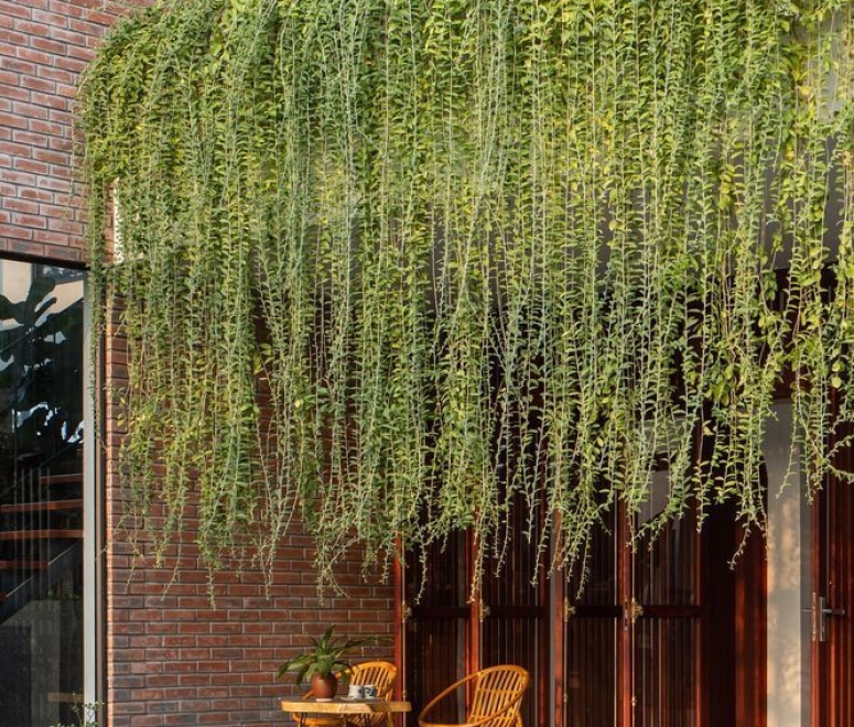 Cây cúc tần ấn độ