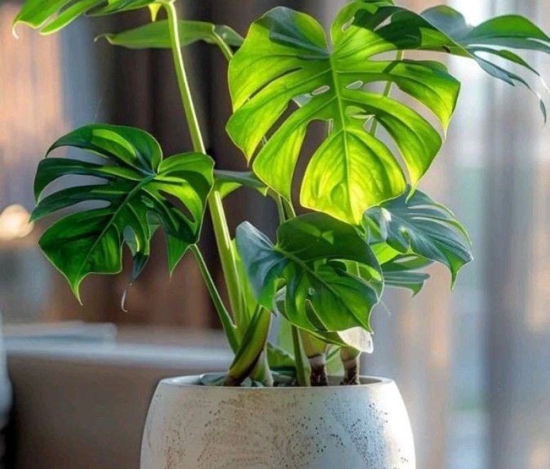 Cây trầu bà nam mỹ