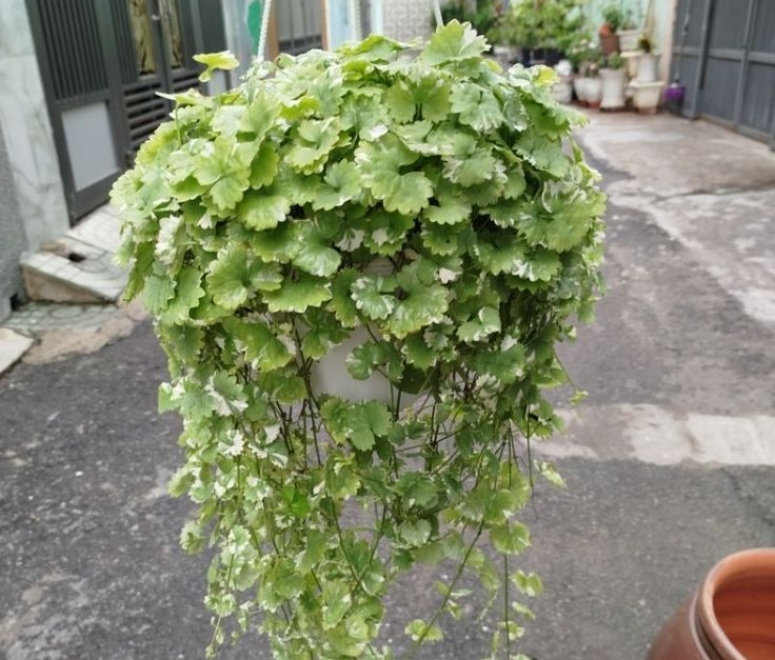 Rau má cẩm thạch