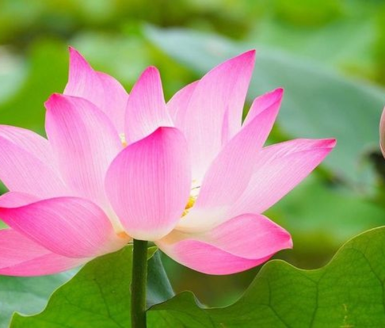 Sen hồng tháp mười