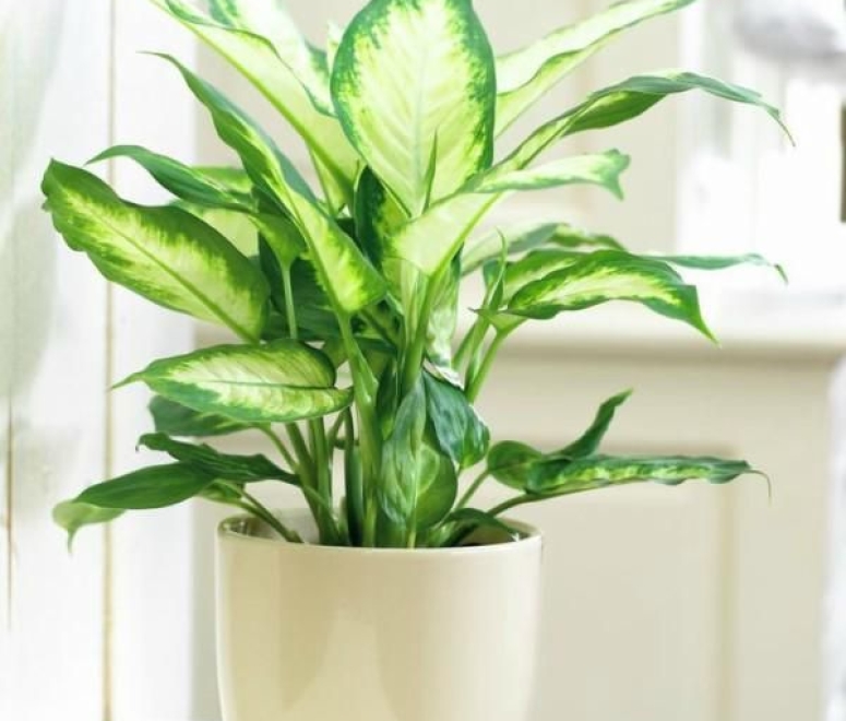 Cây vạn niên thanh