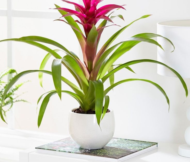 Cây dứa cảnh nến