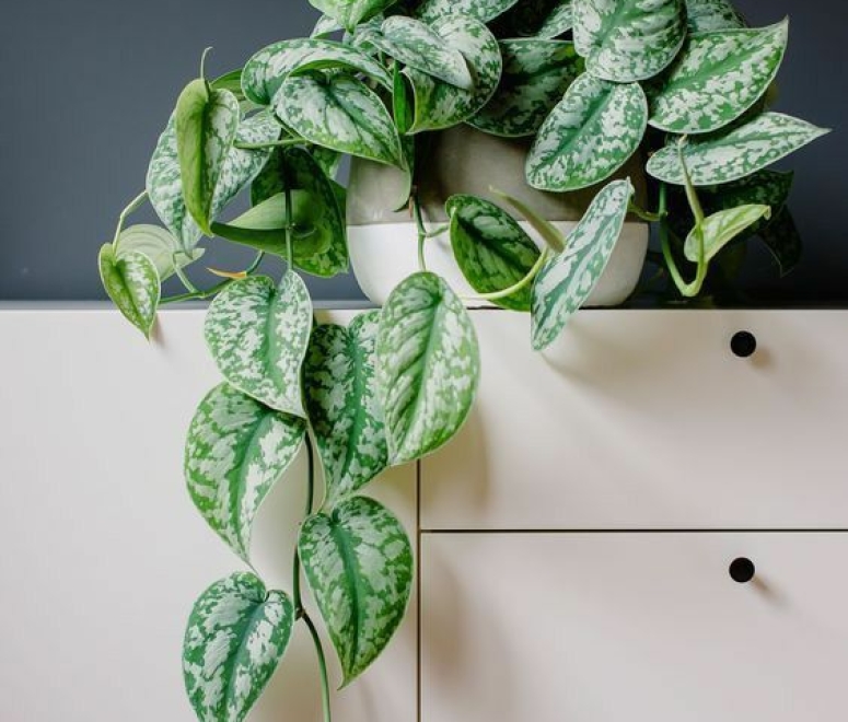 Cây trầu bà sữa