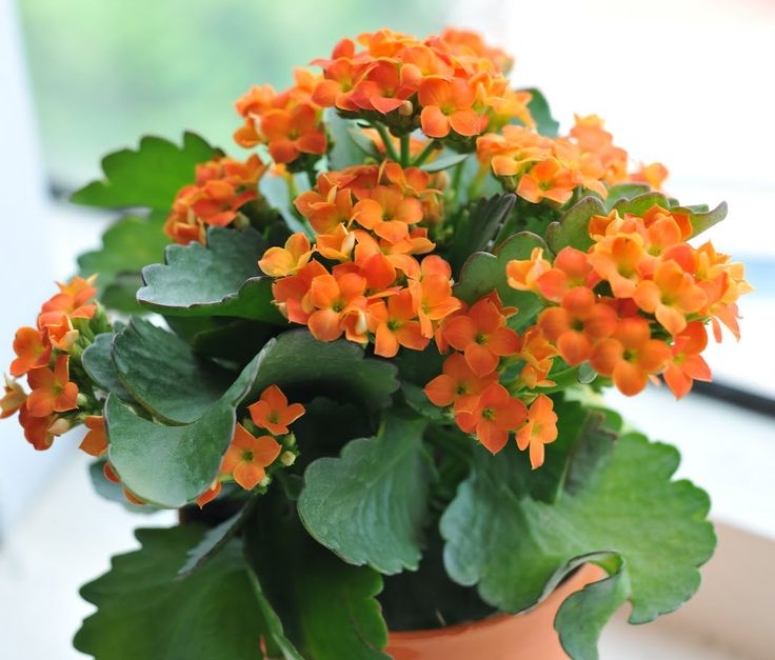 Hoa sống đời đơn