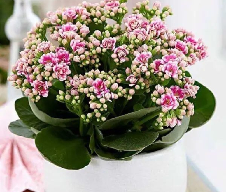 Hoa sống đời kép