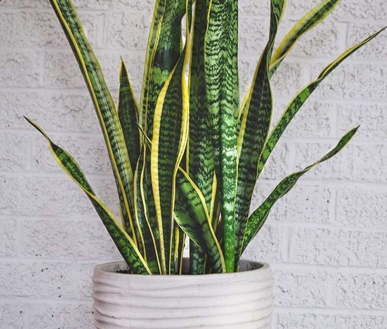 Cây lưỡi hổ (snake plant)