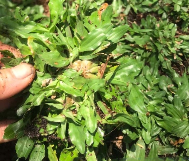 Cỏ lá gừng thái