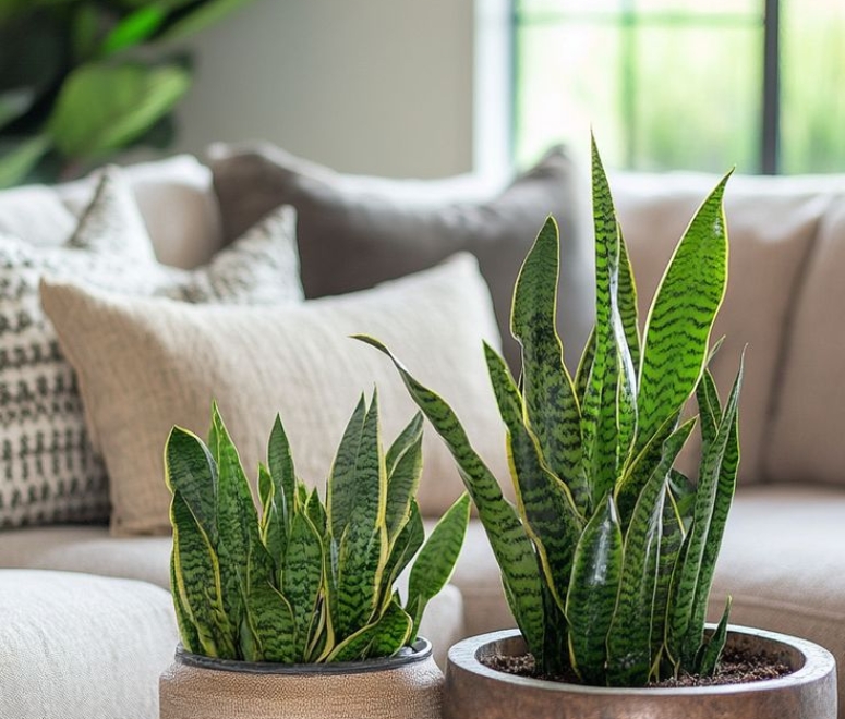 Cây lưỡi hổ (snake plant)