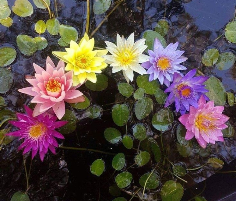 Súng thái đa sắc