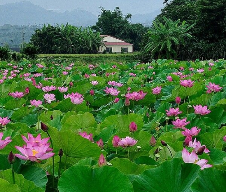 Sen hồng tháp mười