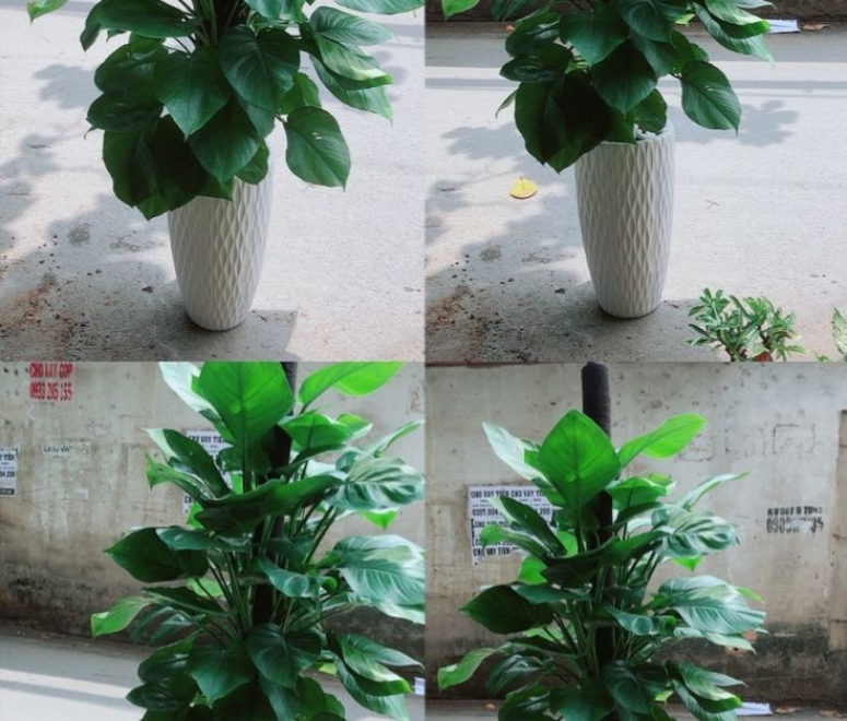 Cây trầu bà leo cột