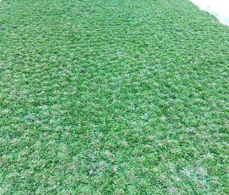 Cỏ lá gừng thái