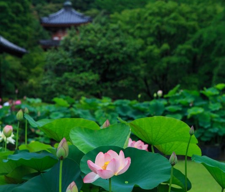 Sen hồng tháp mười