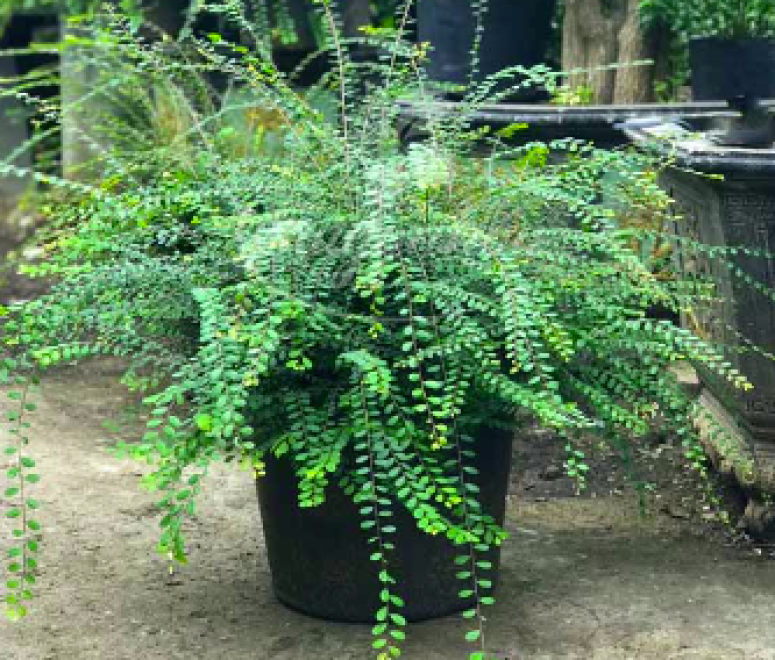 Cây Sơn liễu lá tròn