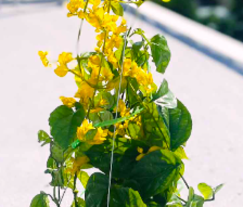 Cây lan Hoàng Dương