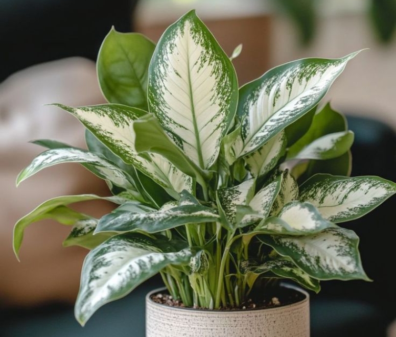 Cây vạn niên thanh