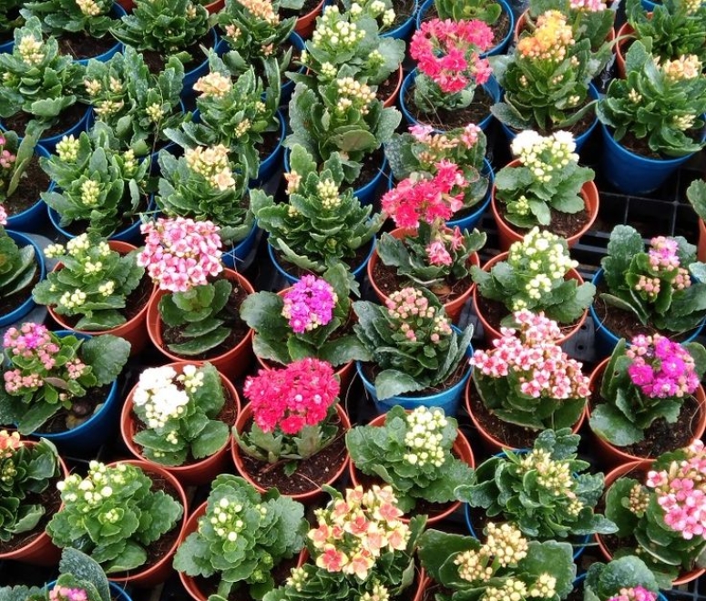 Hoa sống đời kép