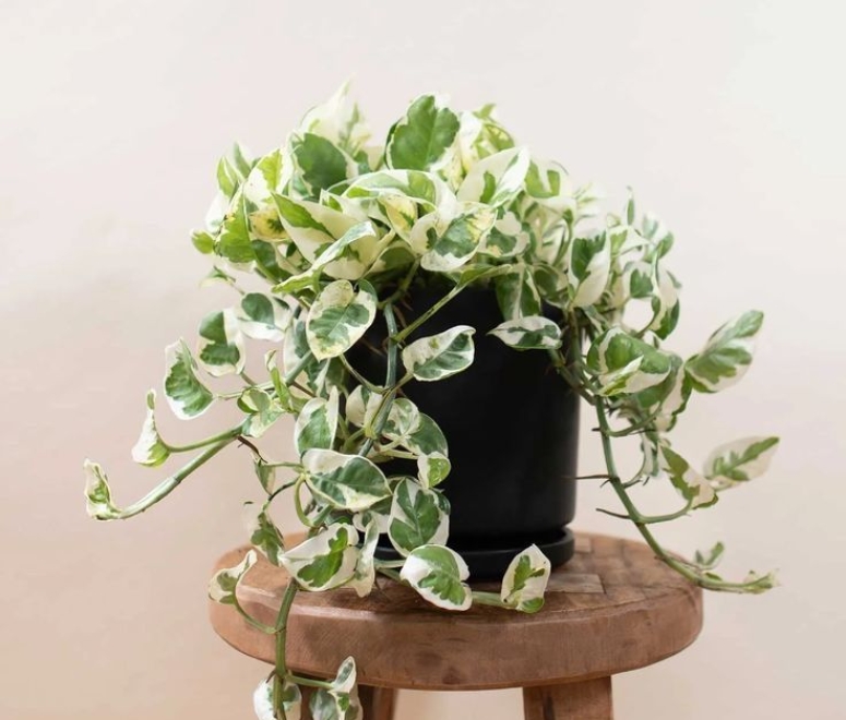 Cây trầu bà cẩm thạch