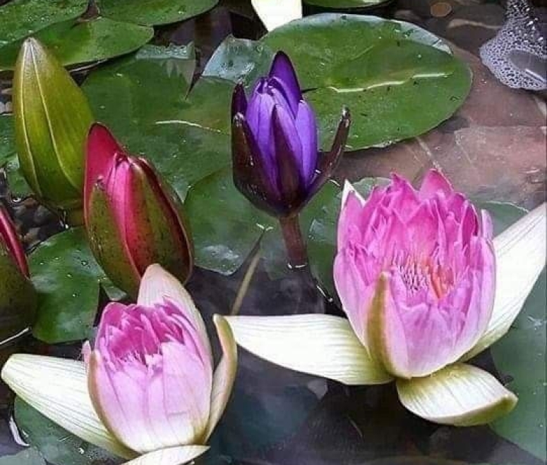 Súng thái đa sắc