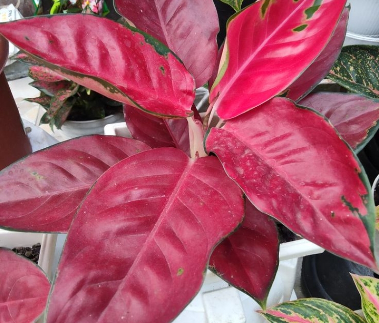 Cây vạn lộc đổ