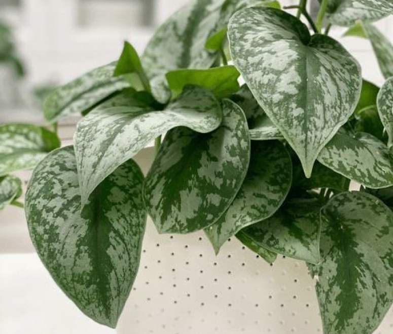 Cây trầu bà sữa