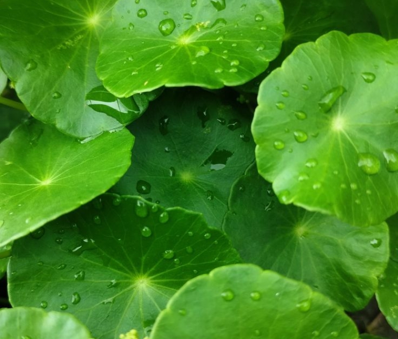 Cây rau má đồng