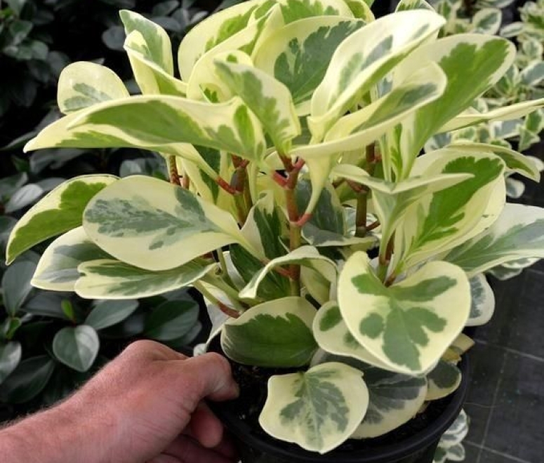 Cây trầu bà cẩm thạch