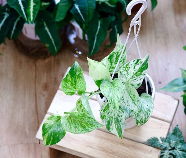 Cây trầu bà sữa