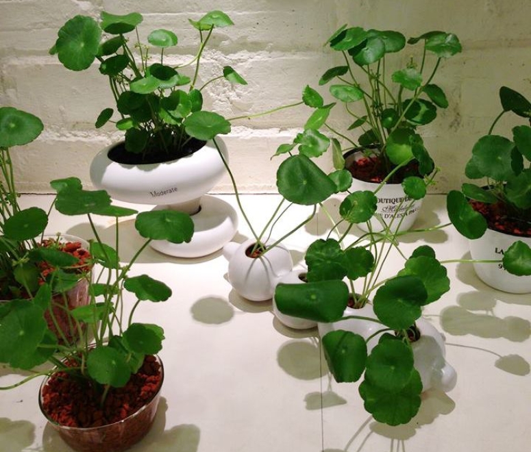 Cây rau má đồng