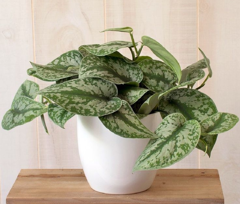 Cây trầu bà sữa