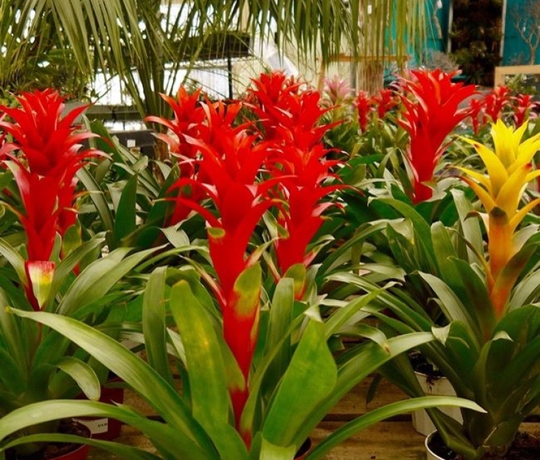 Cây dứa cảnh nến