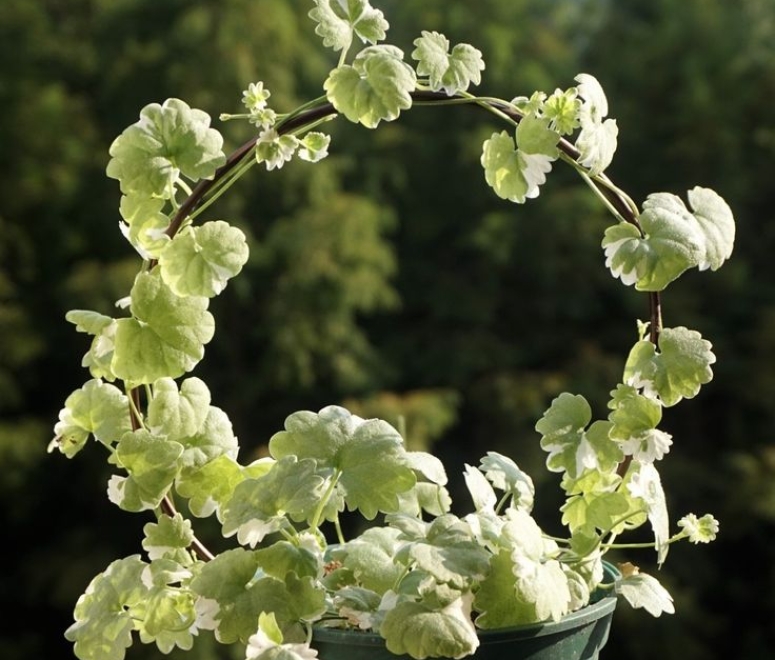 Rau má cẩm thạch