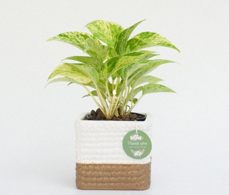 Cây trầu bà sữa