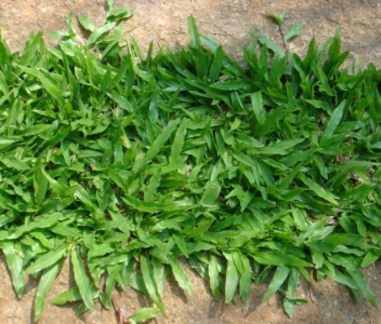 Cỏ lá gừng thái