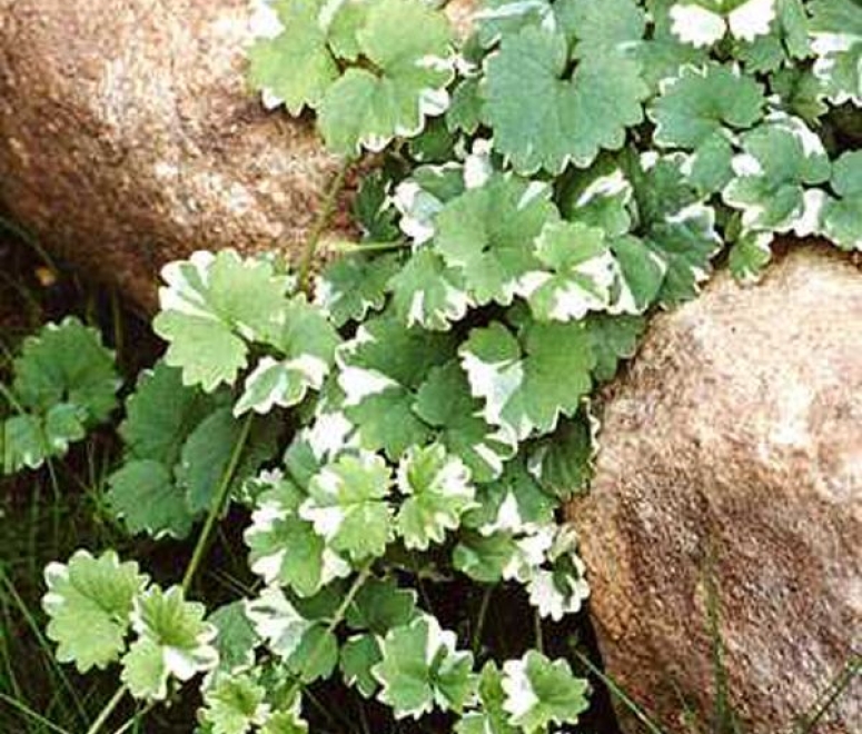 Rau má cẩm thạch