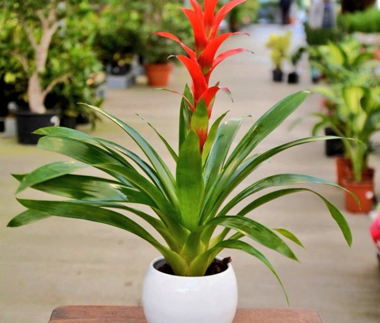 Cây dứa cảnh nến