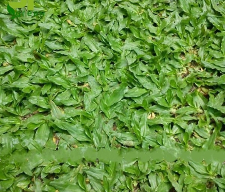 Cỏ lá gừng thái