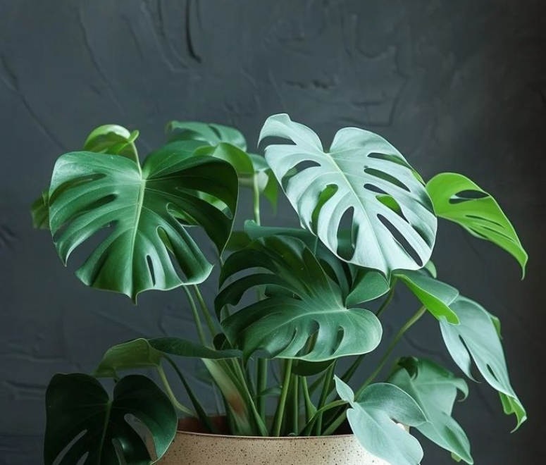 Cây trầu bà nam mỹ