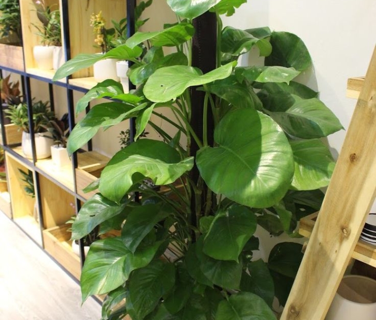 Cây trầu bà leo cột