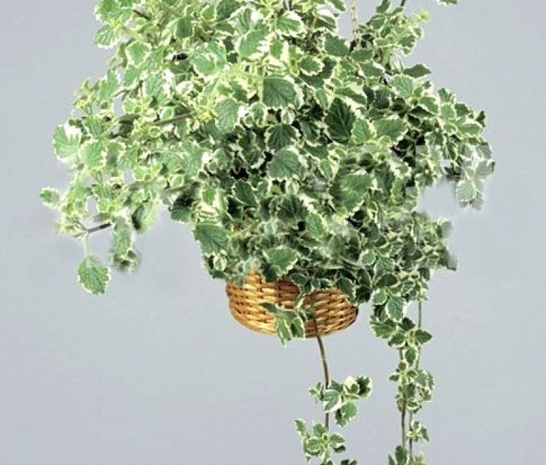 Rau má cẩm thạch