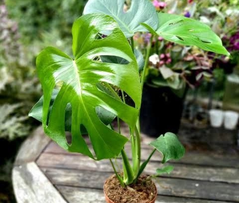 Cây trầu bà nam mỹ