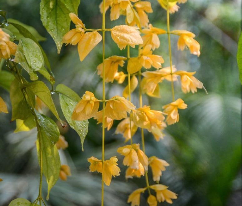 Cây lan Hoàng Dương